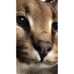 theflopdontstop