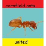 Cornfield Ants United
