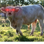 Moo Moo people