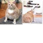 FAT CATS RULE 1234