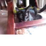 Cats and kitten supporters