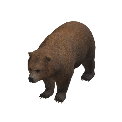 Grizzly Bear | Roblox Item - Rolimon's
