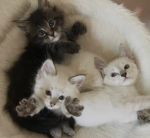 The three stays