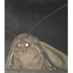 > The Moth Order <
