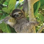 #sloth squad for life