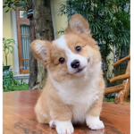 Fuzzy corgis