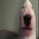 Walter the strange