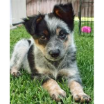 TCHS Puppies