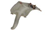 Da Team Flying Squirrel