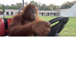 Orangutan Rebelion (Chimp Rep. Axis)