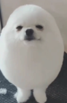 # dee