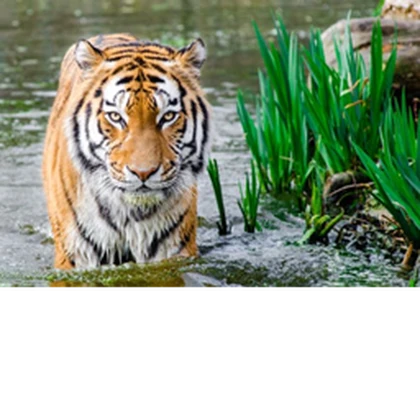 Tiger and tigers! Roblox group icon