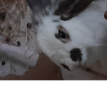 Bunny Bonding