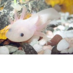 The Deep sea Axolotl Squad
