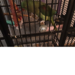 the parrot fan club 2020
