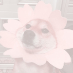 $BRATSZ$