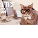 The Office Full Of Kitten's