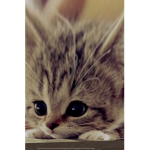 Kittyyyyy club