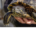 Turtle is the best #####