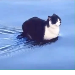 Swimming Cat 😻