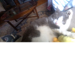 Cat cat cat cat dog dog dog dog club