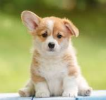 So sweet puppy