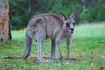 kangeroooooo (bypass)
