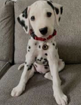 Puppiesss!