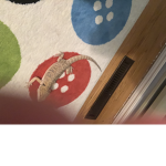 The baby dragon fan group