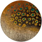 PRISMATIC Andamooka Brachiosaurus Unlocked! Roblox badge thumbnail