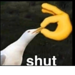 Seagulls are rude birds