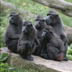 The Great Simians