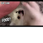 Cute pugs ########