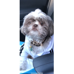 puppysforever