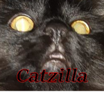 The Divi Nation (Home of Catzilla)
