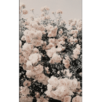 *-Dream-*