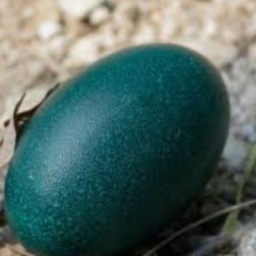 Egg RNG