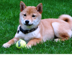 doggos ultimate