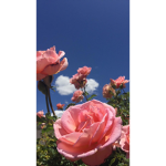 Aesthetic Rose Clothing Store