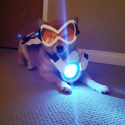 [UPDATES!] Doge Place