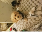 Bestieprissy