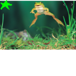 Neh's Frog Friends