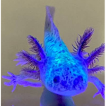 The Great Kindom Of Axolotls