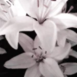 madelyne Group Thumbnail
