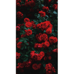 rxedrxoses