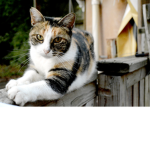 Warrior catz!!!