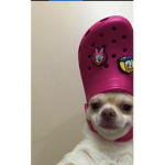 Niyah's Croc Pups
