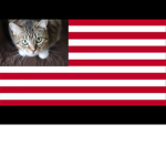 The Cat States Of America