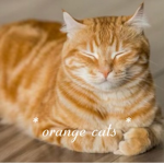 * Orange Cats *