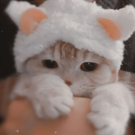 ~PURR-FECT K1TTYS~